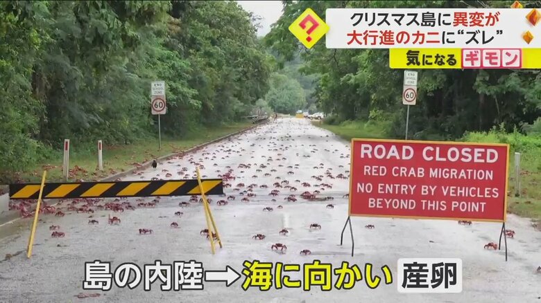 道路いっぱいに広がったアカガニの大群