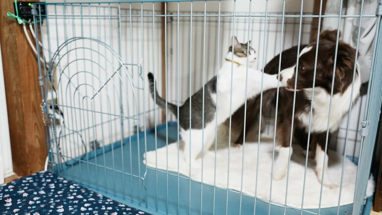 提供：ゆに＆メッシさん