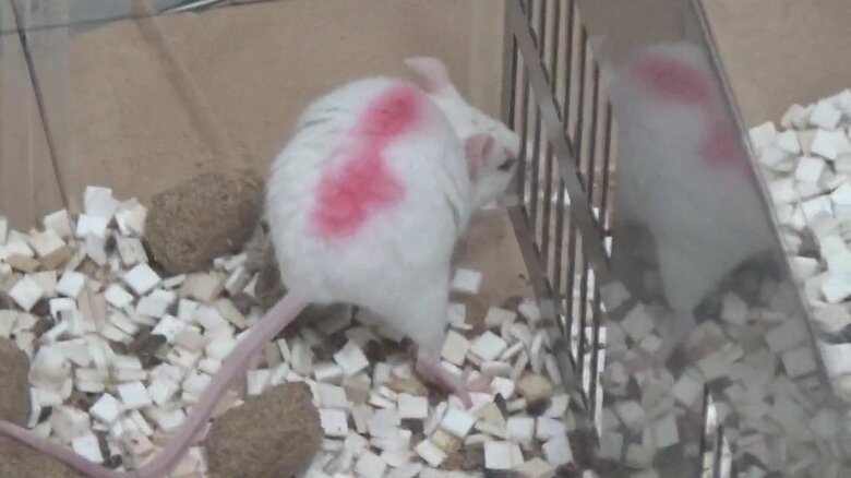 仲間求めて柵をかじるマウス（出典：理化学研究所）