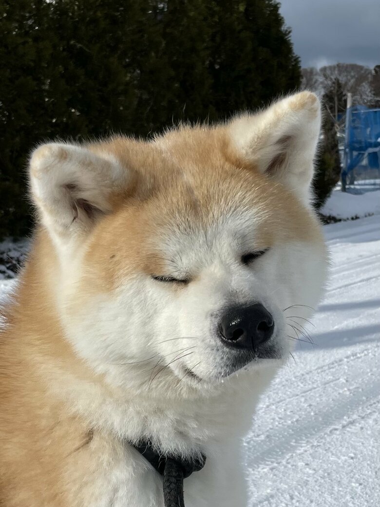 提供：秋田犬 五元(イモト)さん