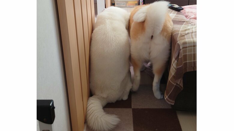 クルミちゃんが立ち上がったとき。スポッという音が聞こえてきそう