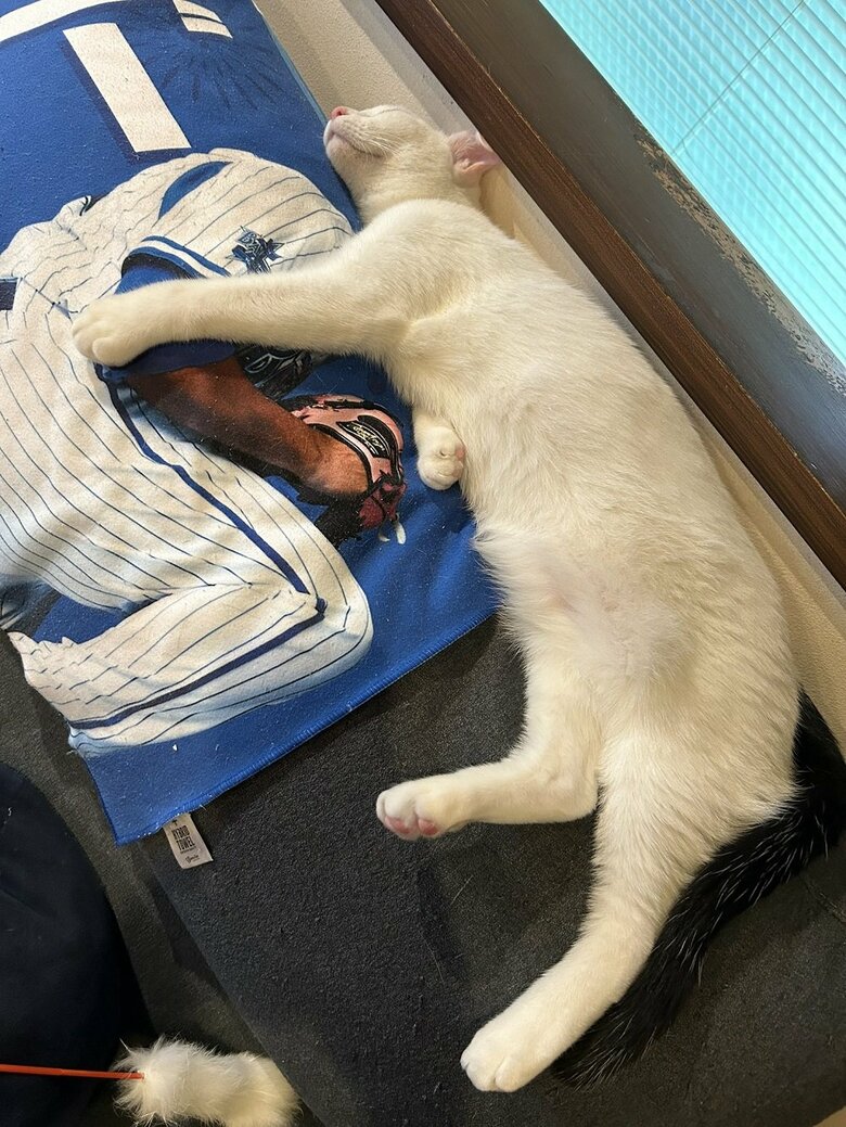 すやー