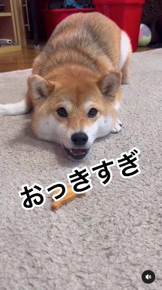 提供：柴犬ゆきちゃん