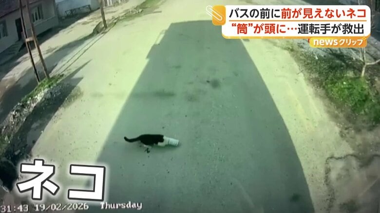 走行中のバスの前に歩いてくるネコ（2月19日、トルコ・マラティヤ）