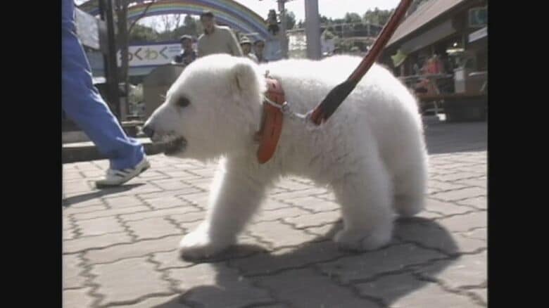 幼い頃はぬいぐるみのようなピース