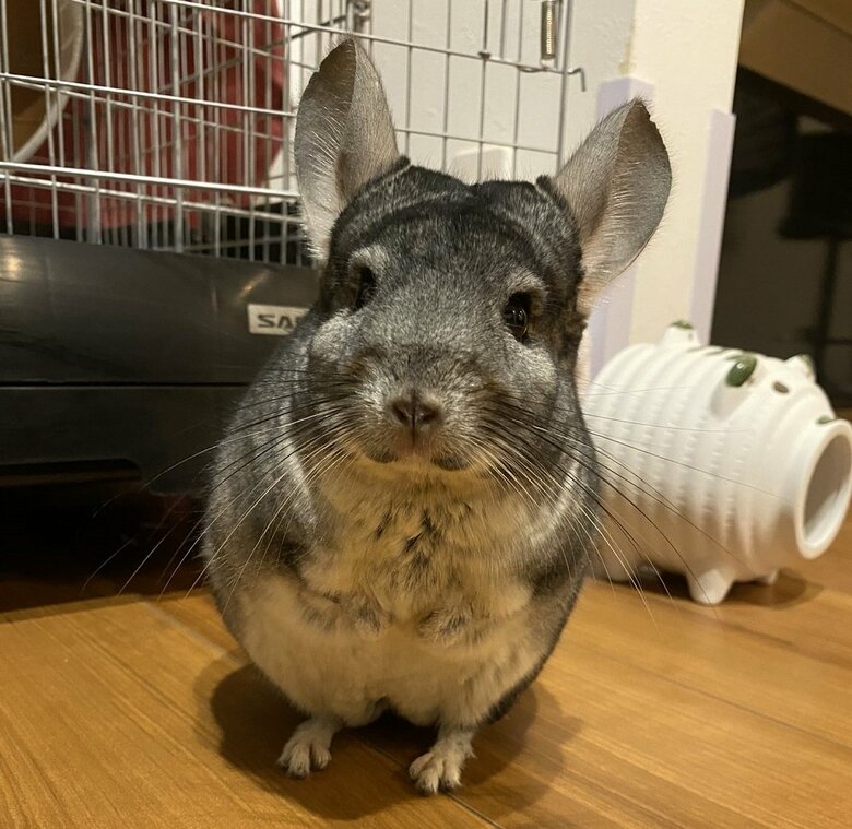一緒に暮らしている先住チンチラ・おはぎくん