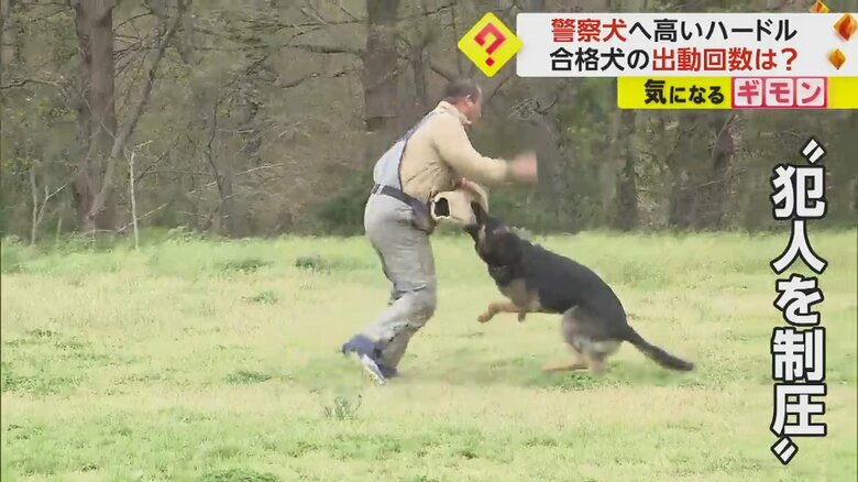 犯人の腕に噛み付く犬