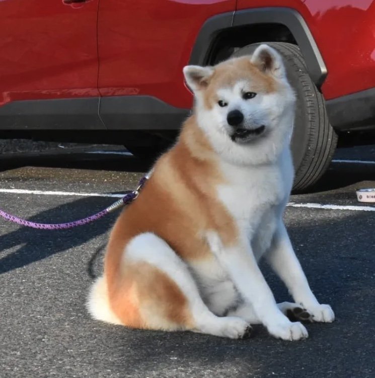 提供：秋田犬 杏(あん)と蓮(れん)さん