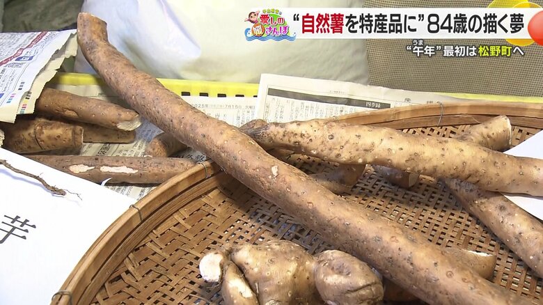 波板を使ってまっすぐに伸びた自然薯