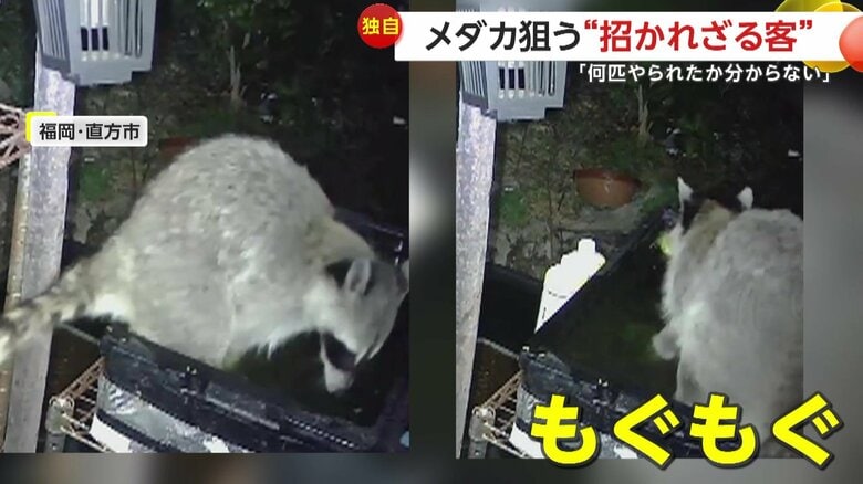 メダカをすくい上げたあと、モグモグ口を動かすアライグマ