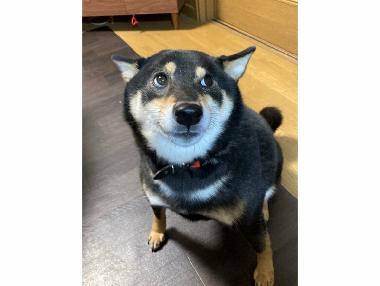 提供：黒柴ぎん@快杜号さん