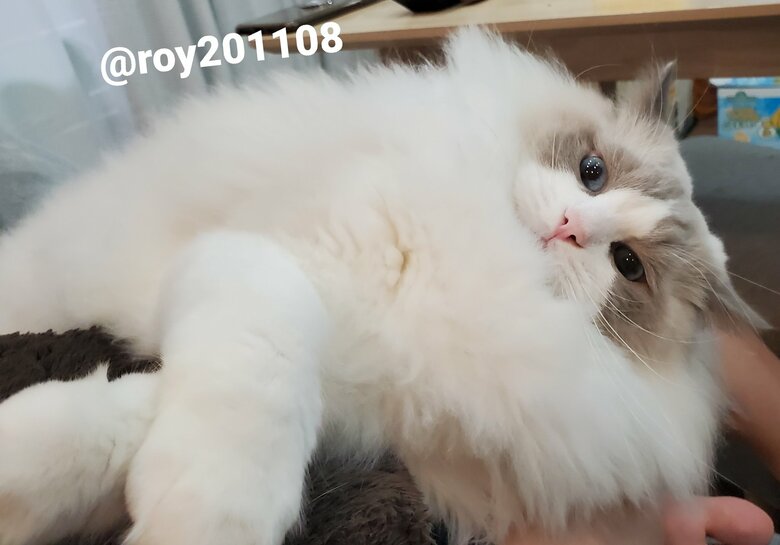 提供：ロイくん@roy201108さん