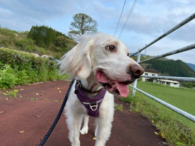 散歩中の麦ちゃん