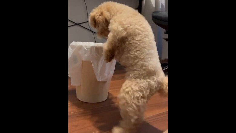 ごみ箱の周囲を回り始める