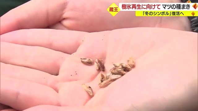 アオモリトドマツの種