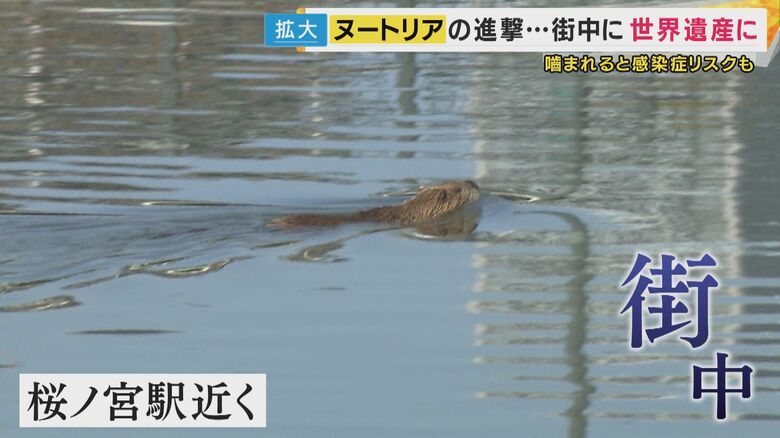 JR環状線桜ノ宮駅のすぐ近くにもヌートリアが
