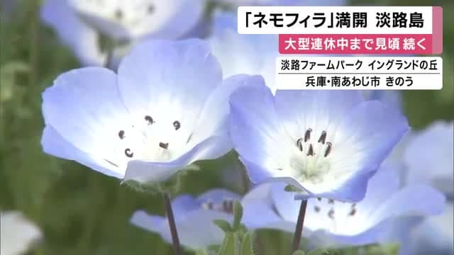 淡路島でネモフィラ満開　先週いっきい開花　大型連休中まで見ごろ続く　