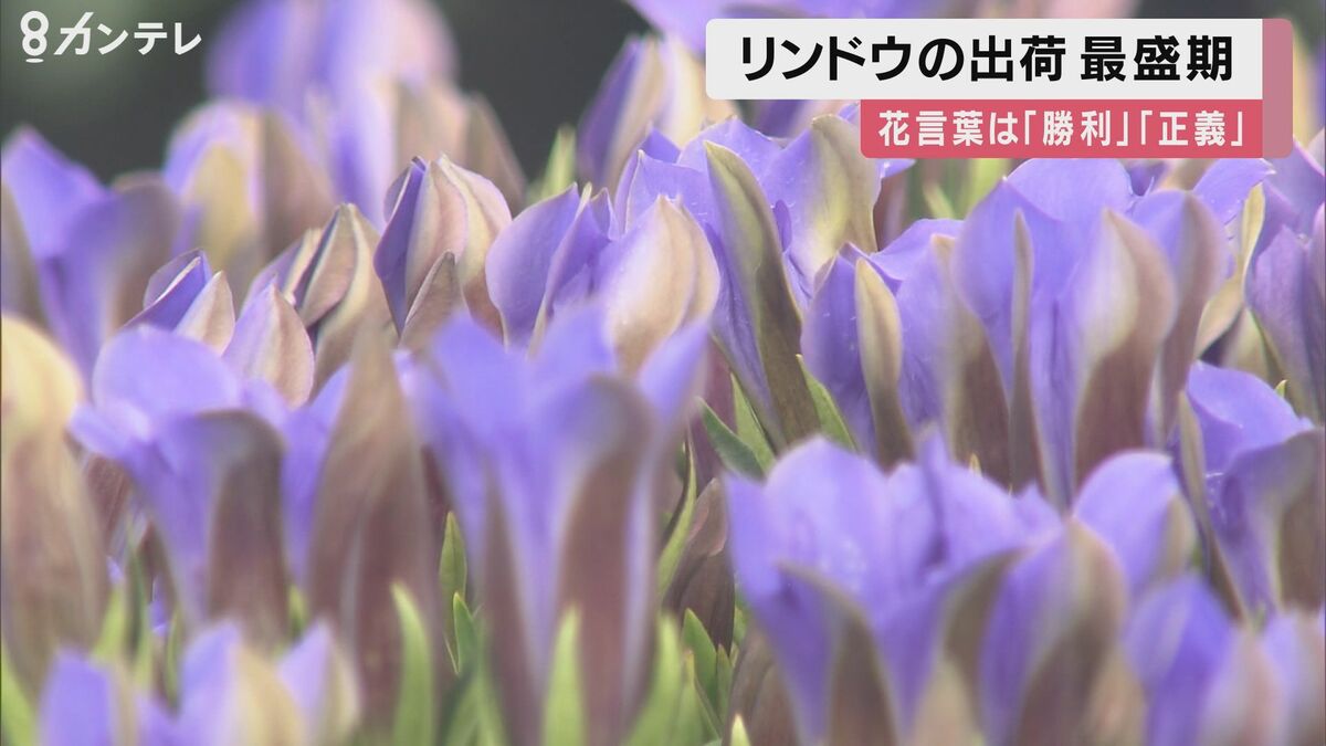 リンドウの出荷が最盛期 色鮮やかな青紫 ピンクの花々 花言葉は 勝利 正義