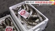 季節ハタハタ、雌は1キロ1万5000円以上　男鹿市北浦で10キロ水揚げ　ようやく“初漁”迎える　秋田