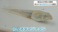 どんなカエルになる？　白いオタマジャクシ「おたまろ」子供たちの“お世話”ですくすく成長中　勝山市内で住民が発見、荒土小学校に持ち込む　福井