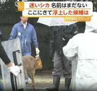 大阪の“迷いシカ”が新天地・能勢温泉で元気な姿　人の姿に駆け寄る様子も　名前候補に市長案「シカやん」も