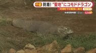 【中継】コモドドラゴンが爬虫類の“聖地”に　生息地が再現された飼育舎へ