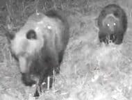 【ヒグマ速報】緊急銃猟も実施された2025年度のクマ駆除数は速報値で963頭…11月も出没続き1000頭を超える可能性大＿2024年度は”過去3番目に多い”1026頭＿人との境界あいまいに＜北海道＞