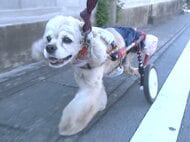 犬たちにもう一度“歩く喜び”を…犬専用のオーダーメイド車いすを製作 モットーは「飼い主もワンちゃんも笑顔に」