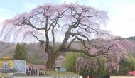 今の姿は今年で見納め…樹齢400年以上のシダレザクラ　幹に3、4センチの亀裂　枝2本を切り落とし、裂け目を保護する治療へ