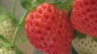 秋田県産夏イチゴの収穫スタート　新鮮なまま味わえる大福も人気　潟上市
