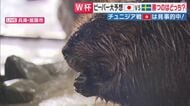 ここまで2戦も的中?!　姫路セントラルパークの「ビーバー」2頭が予想するスウェーデン戦　予想結果はもちろん日本の勝利！も…