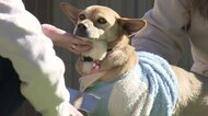「ペットの衝動買いやめて」深刻化する飼育放棄 不幸な犬を減らしたい…保護し譲渡後も見届ける【長崎発】