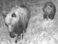 【ヒグマ速報】緊急銃猟も実施された2025年度のクマ駆除数は速報値で963頭…11月も出没続き1000頭を超える可能性大＿2024年度は”過去3番目に多い”1026頭＿人との境界あいまいに＜北海道＞