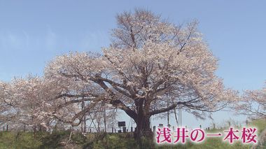 樹齢110年の一本桜…水面に映る「逆さ桜」もまた優美【福岡発】