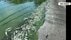 「臭いがすごくて」湖畔に死骸が8.5トン　三方五湖で魚が大量死　塩害…