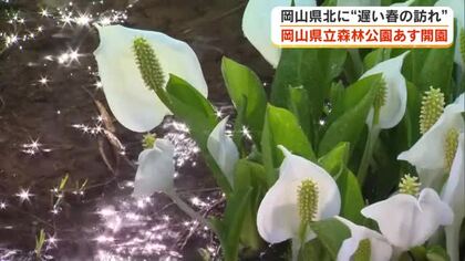 県立森林公園が４カ月半ぶりに開園へ　ミズバショウにザゼンソウ…渓流では魚も元気よく【岡山・鏡野町】
