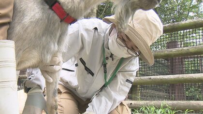 ライオンの不妊治療も…動物園支える「女性獣医師」　休園日には“手術”など大忙し【福岡発】