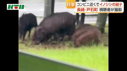  長崎市戸石町でイノシシの親子を撮影