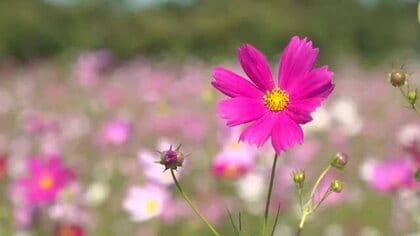 15万本のコスモスが見頃　市民が18年前から育て、近くで見られるように畑に小道も完成 