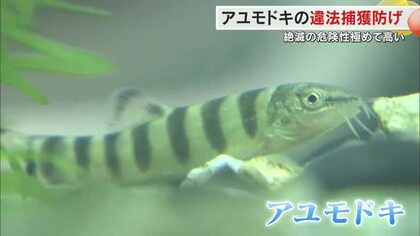 絶滅危惧種指定「アユモドキ」密漁目的の不審者はいないか…環境省・警察などが合同でパトロール【岡山】