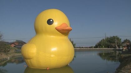 全長約11ｍ巨大アヒルお目見え「めっちゃでかい」「すごいの一言」九州初展示　国東半島芸術文化祭の一環で【大分発】