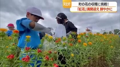 小学生が町の花「紅花」の収獲に挑戦！　満開迎え鮮やかに咲き誇る　山形・河北町