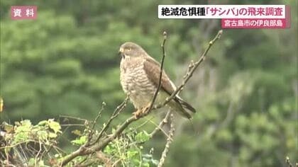絶滅危惧種に指定 タカの仲間「サシバ」飛来調査 宮古島市の伊良部島は越冬する渡り鳥・サシバの休息地