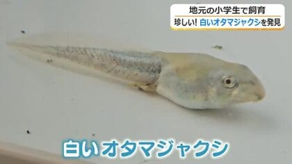 どんなカエルになる？　白いオタマジャクシ「おたまろ」子供たちの“お世話”ですくすく成長中　勝山市内で住民が発見、荒土小学校に持ち込む　福井