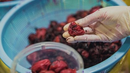 やめる人は多い？昔ながらの“手作り梅干し”が6月から許可制に…和歌山県の若手製造者が進める次世代につなぐ取り組み