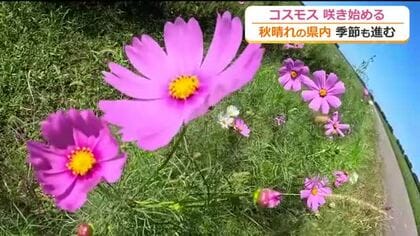“秋の主役”コスモス咲き始める　一日の寒暖差で一気に開花　1億本が見頃迎えるのは10月中旬　福井・宮ノ下コスモス広苑