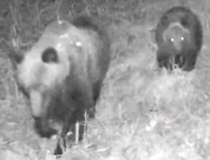 【ヒグマ速報】緊急銃猟も実施された2025年度のクマ駆除数は速報値で963頭…11月も出没続き1000頭を超える可能性大＿2024年度は”過去3番目に多い”1026頭＿人との境界あいまいに＜北海道＞