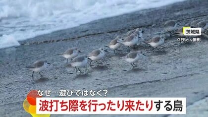 ｢ワァーっ」波打ち際を行ったり来たりする可愛い集団…正体は渡り鳥「ミユビシギ」の生きるために必要な行動　多いときは数百羽で　茨城