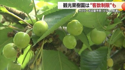 「自然には勝てない」贈答用の注文中止・サクランボ狩りの“完全予約制”で客数制限も　園地内でも着果にバラツキ【山形発】