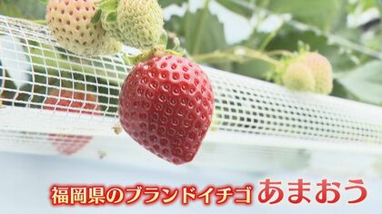 繊細ゆえ傷みやすい『あまおう』 廃棄品のブランドイチゴを再利用